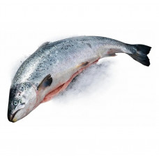 Кета свежемороженая потрошеная без головы, (вес рыбы 1,5-3,5 кг), (код товара КР21), 640руб/кг